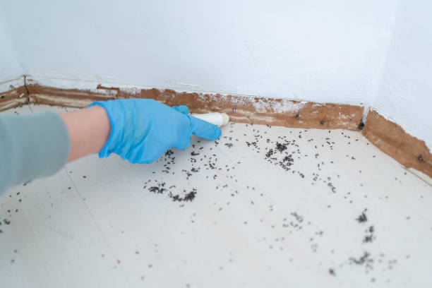 Trusted Bloomingdale, FL Pest Control Experts